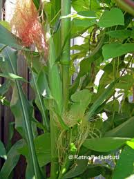 bunga betina pada tanaman jagung